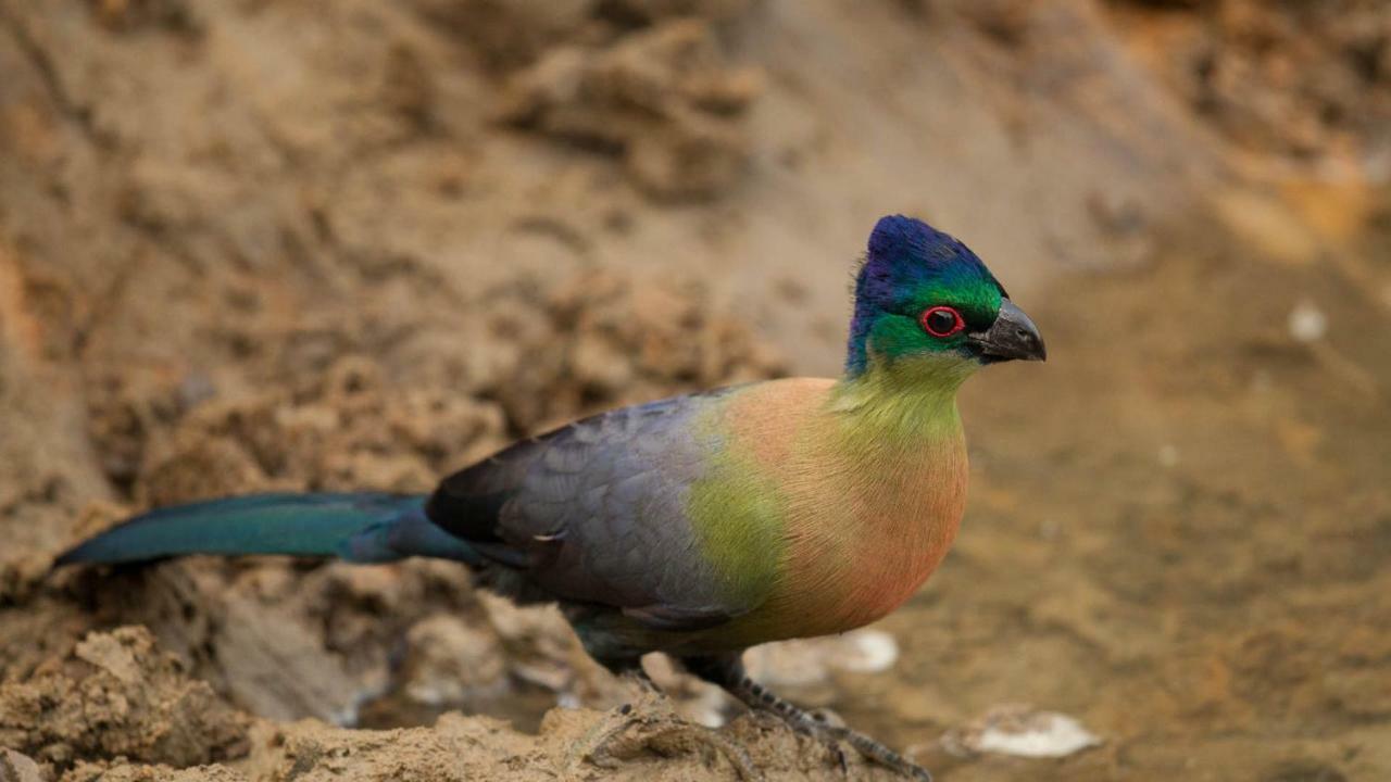 Kwalucia Private Safari Retreat Otel Saint Lucia Estuary Dış mekan fotoğraf