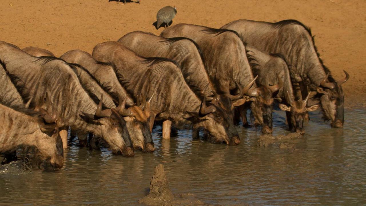 Kwalucia Private Safari Retreat Otel Saint Lucia Estuary Dış mekan fotoğraf