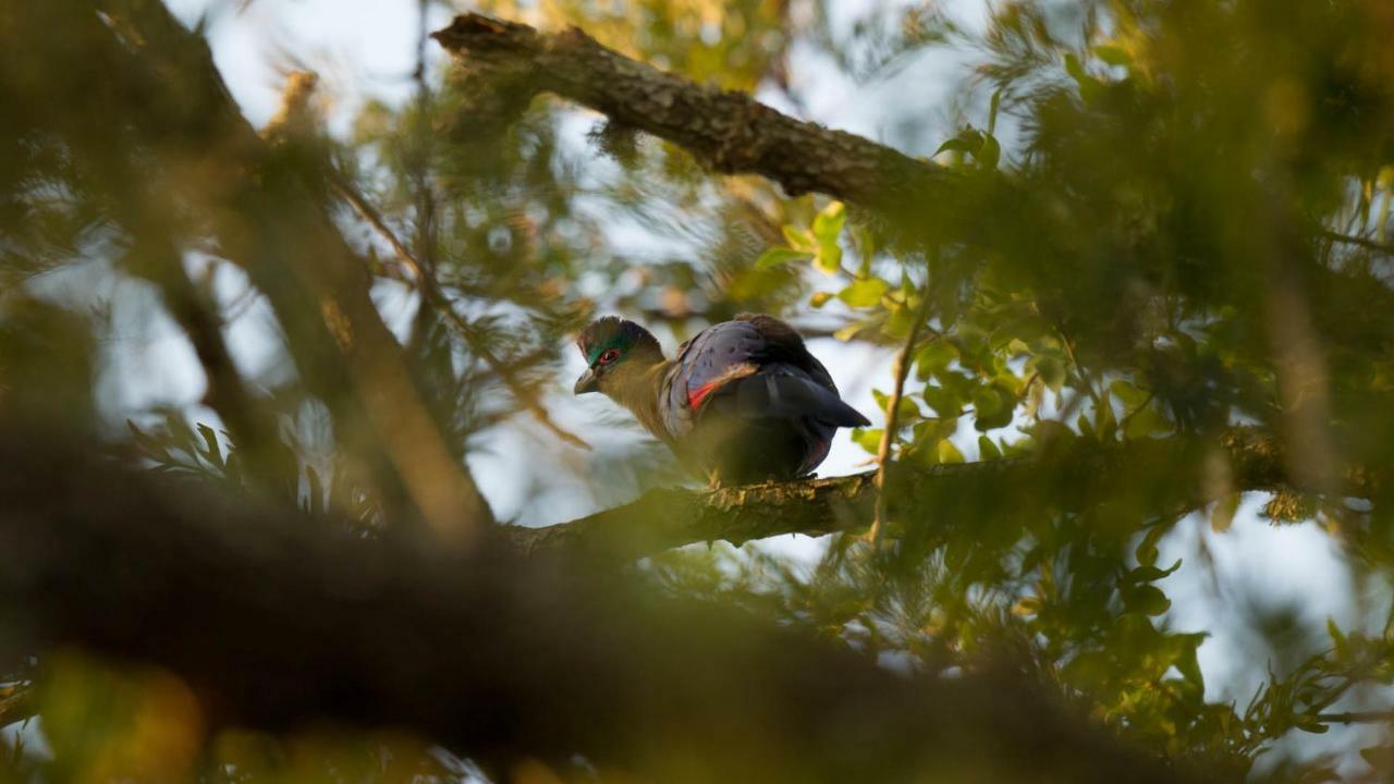 Kwalucia Private Safari Retreat Otel Saint Lucia Estuary Dış mekan fotoğraf