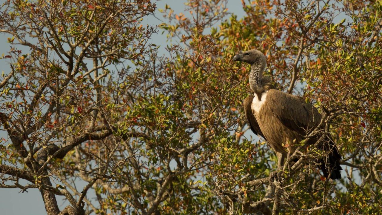 Kwalucia Private Safari Retreat Otel Saint Lucia Estuary Dış mekan fotoğraf