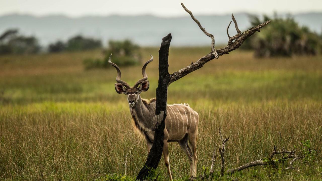 Kwalucia Private Safari Retreat Otel Saint Lucia Estuary Dış mekan fotoğraf