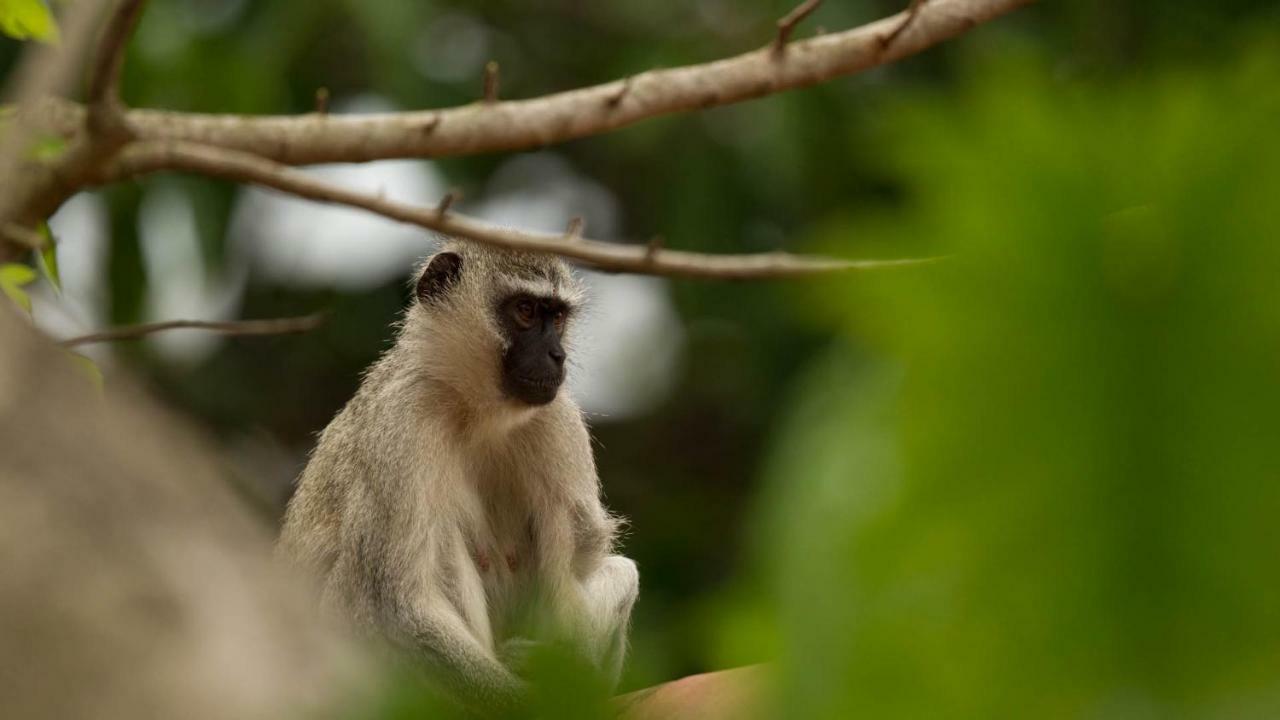 Kwalucia Private Safari Retreat Otel Saint Lucia Estuary Dış mekan fotoğraf