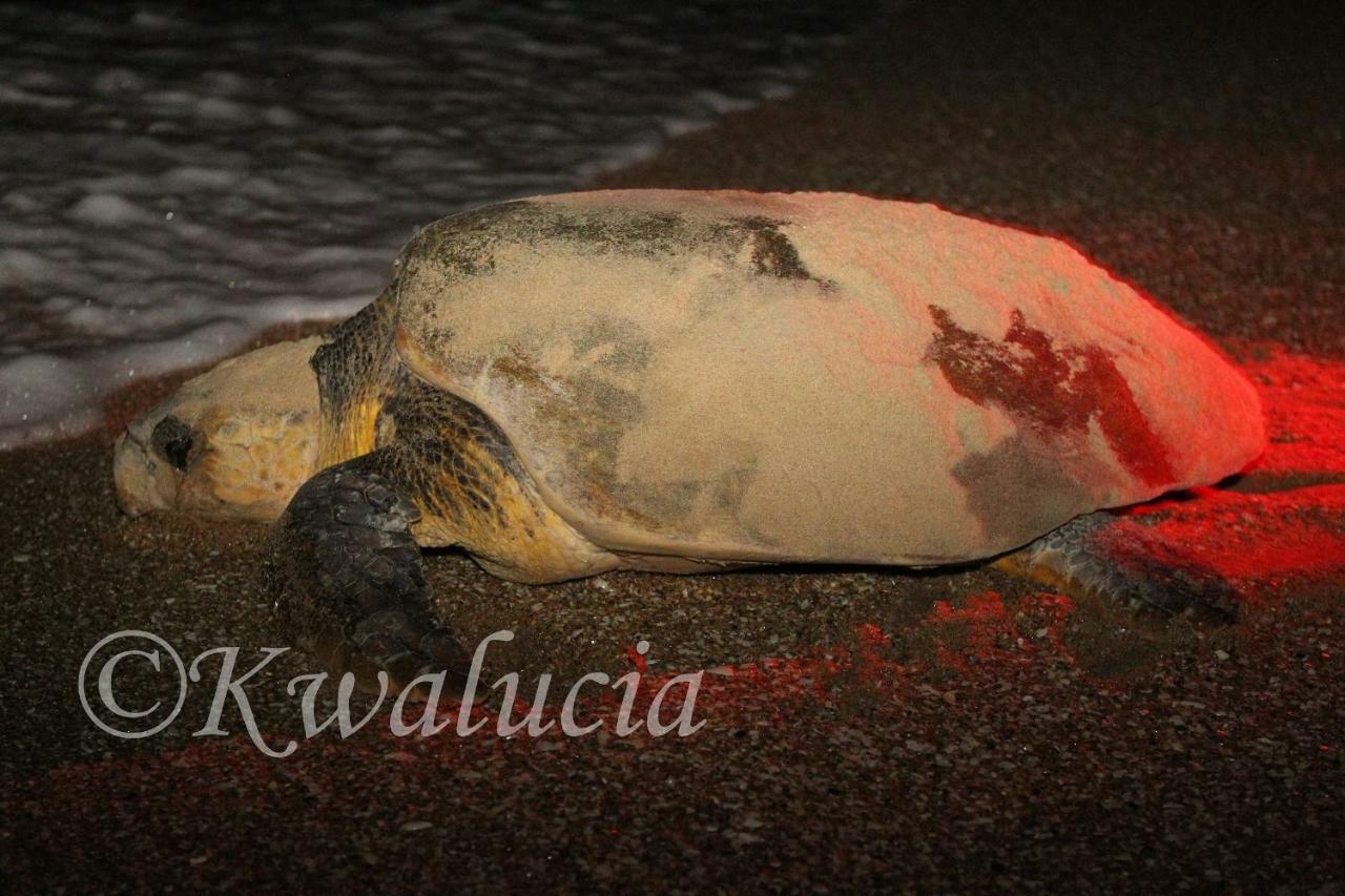 Kwalucia Private Safari Retreat Otel Saint Lucia Estuary Dış mekan fotoğraf