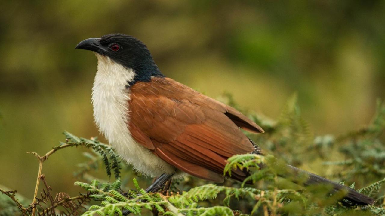 Kwalucia Private Safari Retreat Otel Saint Lucia Estuary Dış mekan fotoğraf